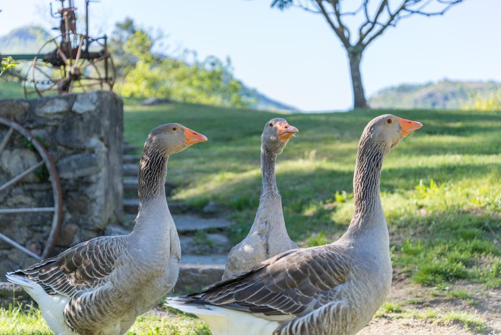 Ostello & Camping Riposo Losone Exterior foto